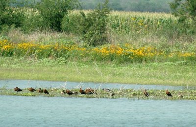 59cook'sSloughFishH 076FishHatcheryWaterfowl.jpg