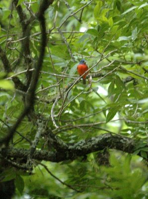 510neal's 001paintedbunting.jpg