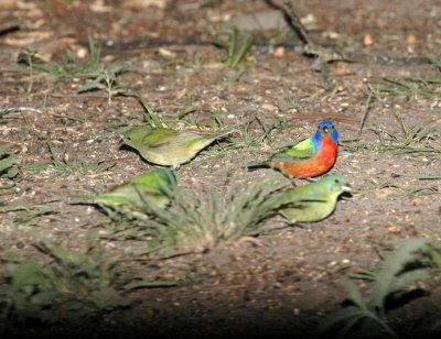 510neal's 006paintedbuntings.jpg