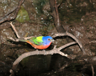 510neal's 038paintedbunting.jpg