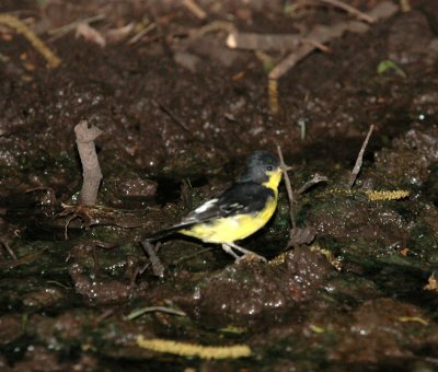 510neal's 042lessergoldfinch.jpg