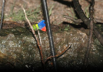 510neal's 043paintedbunting.jpg