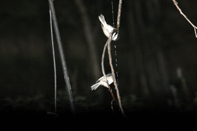 510neal's 045chickadees.jpg