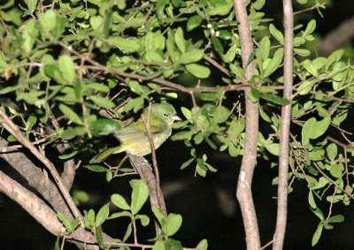 510neal's 066paintedbunting in warbler tree.jpg