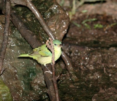 510neal's 068paintedbunting.jpg