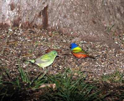 511neal's 034paintedbuntings.jpg