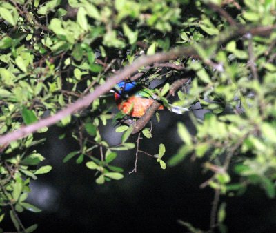 511neal's 036paintedbunting.jpg