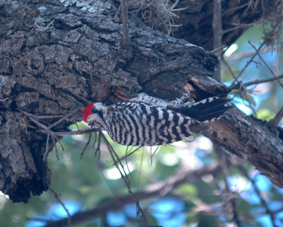 514nealsSportsBB 221ladderbackedwoodpecker.jpg