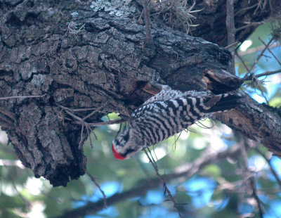 514nealsSportsBB 222ladderbackedwoodpecker.jpg