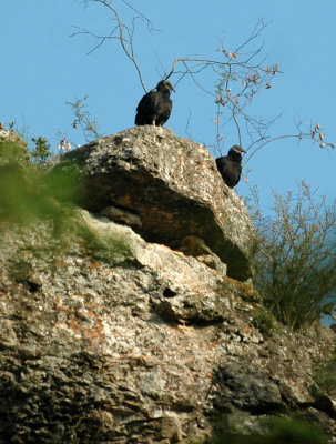 515neals 020blackvulture.jpg