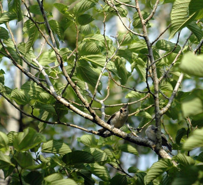 515neals 025blackcrestedtitmouse.jpg