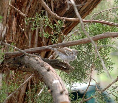515neals 088sparrow.jpg