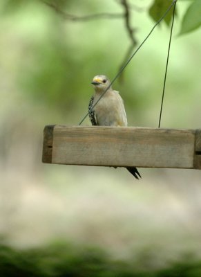 515neals 107goldenfrontedwoodpecker.jpg