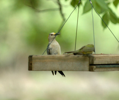 515neals 108goldenfrontedwoodpecker.jpg