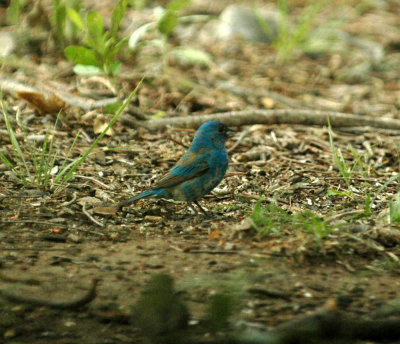 515neals 122indigoBunting.jpg