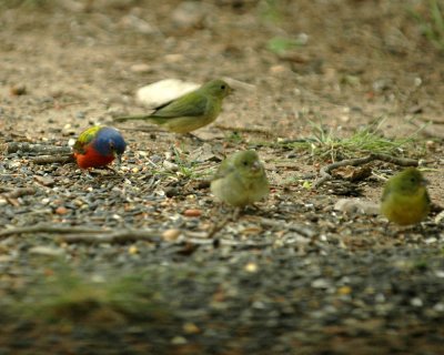 515neals 128paintedbuntings.jpg