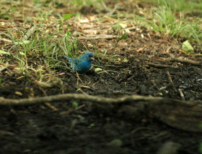 515neals 132indigoBunting.jpg