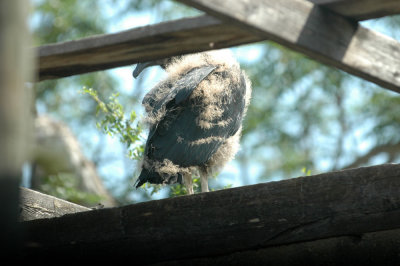 517cooks 020Blacks off nest.jpg