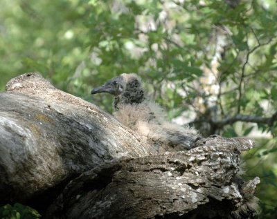 517cooks 022Blacks off nest.jpg
