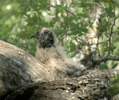 517cooks 023blacks off nest.jpg