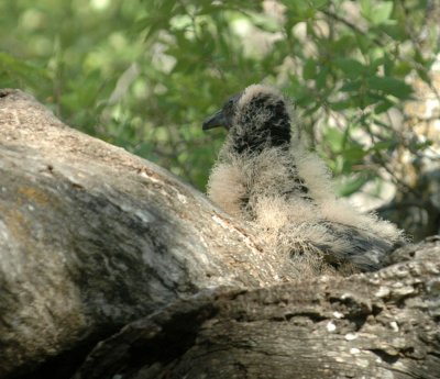 517cooks 024blacks off nest.jpg