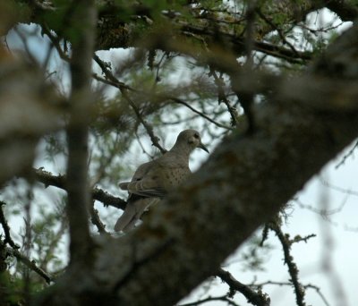 517cooks 028morningdove.jpg