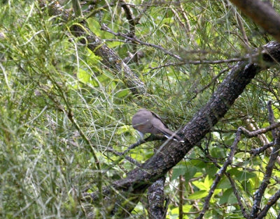 517cooks 033yellowbilledcuckoo.jpg
