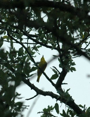 518Cooks 001yellowwarbler.jpg