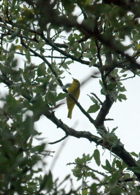 518Cooks 002yellowwarbler.jpg