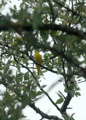 518Cooks 003yellowwarbler.jpg