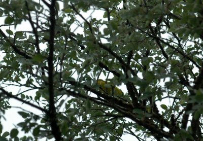 518Cooks 011yellowwarbler.jpg