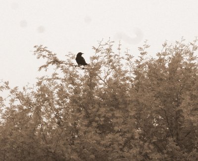 518Cooks 012redwingedblackbird.jpg