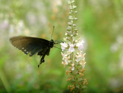 518Cooks 022pipevineswallowtail.jpg