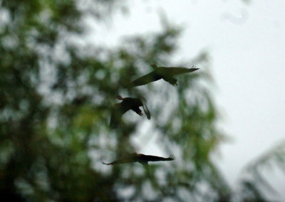 518Cooks 023blackbelliedwhistlingducks.jpg