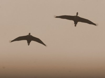 518Cooks 024blackbelliedwhistlingducks.jpg