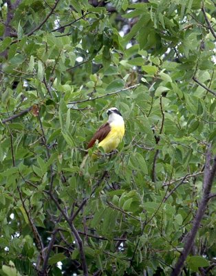 518Cooks 032greatkiskadee.jpg
