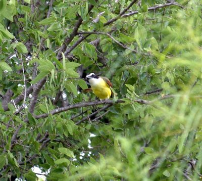 518Cooks 033greatkiskadee.jpg
