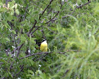518Cooks 034greatKiskadee.jpg