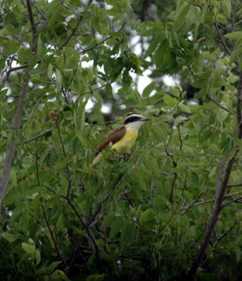 518Cooks 035greatkiskadee.jpg