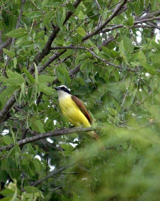 518Cooks 036greatkiskadee.jpg