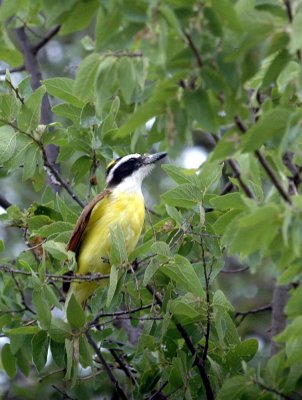 518Cooks 040greatkiskadee.jpg