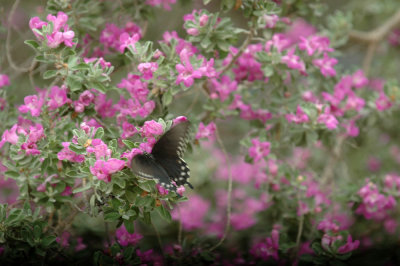 518Cooks 041pipevineswallowtailpurplesage.jpg