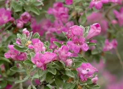 518Cooks 042rainPurpleSage.jpg
