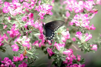 518Cooks 044rainPurpleSagePipevineSwallowtail.jpg