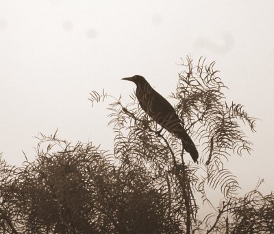 529cooks 001greattailedgrackle.jpg