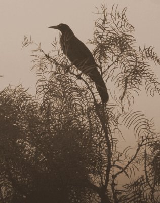529cooks 002greattailedgrackle.jpg