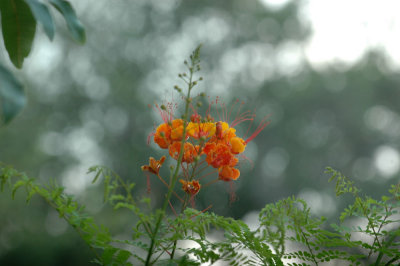 529cooks 003birdofparadise.jpg