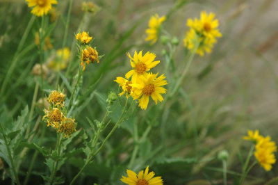 529cooks 009cowpenDaisys.jpg
