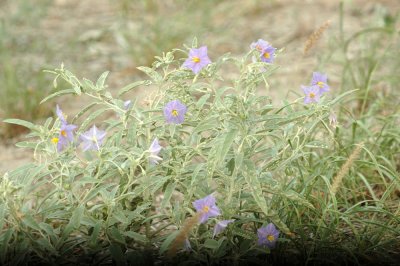 529cooks 012silverLeafNightShade.jpg