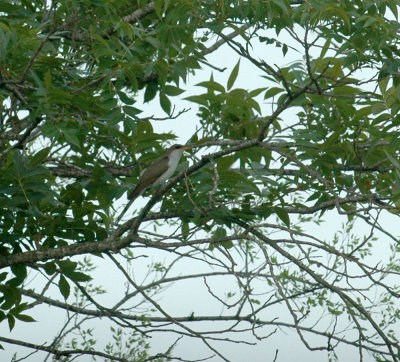 529cooks 013yellowbilledcuckoo.jpg
